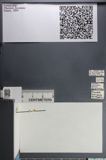 Media type: image;   Entomology 565906